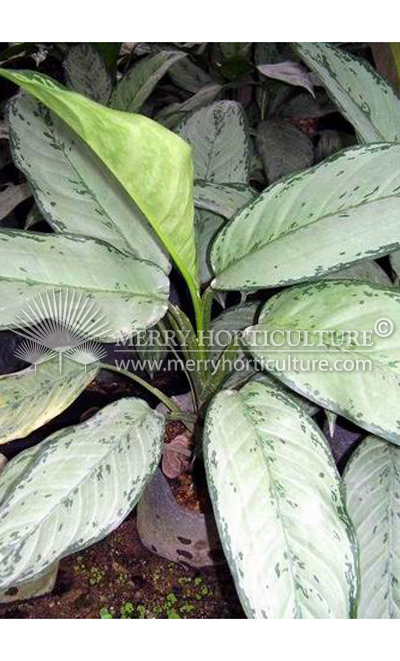 Aglaeonema freeman (Bag)